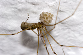 290px-Pholcus.phalangioides.6900.jpg